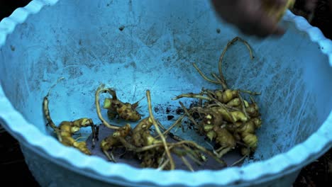 Arrojar-Raíz-De-Jengibre-Recién-Cortada-En-Un-Recipiente-Azul-Cosecha-De-Raíz-De-Jengibre-Jardinería-Doméstica