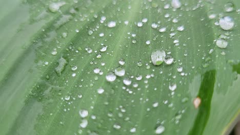 raindrops on a large leaf outside