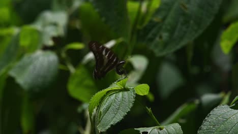 Two-individual-seen-together,-one-flies-away,-the-other-stays-ion-the-leaf-bending-its-abdomen