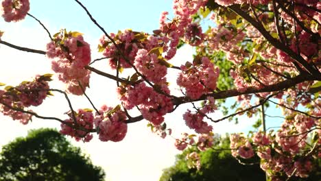 Cherry-Blossoms-in-the-wind