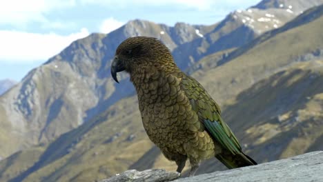 Ein-Wunderschöner-Einheimischer-Kea-Vogel,-Der-Auf-Dem-Berggipfel-Steht