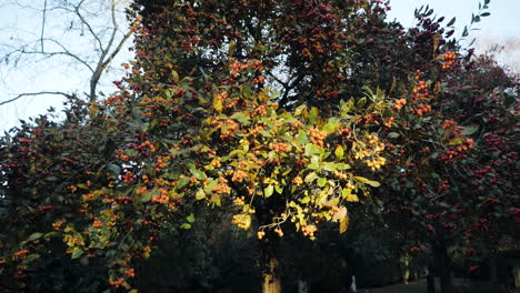 Slow-motion-shot-of-autumn-leaves-falling