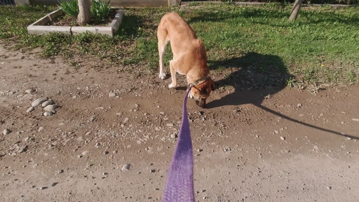un homme caresse un chien au ralenti.