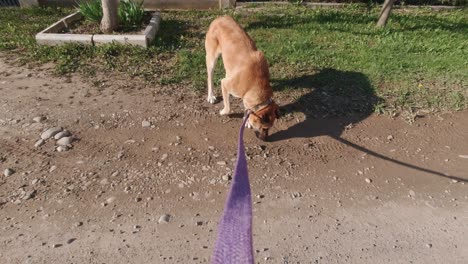 hombre acariciando a un perro en cámara lenta