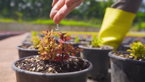 watering flowers in slow motion.