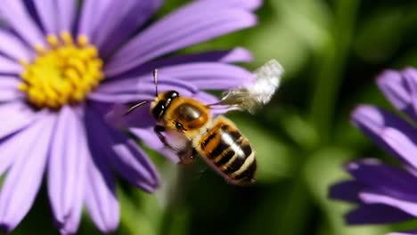 bee on a purple flower