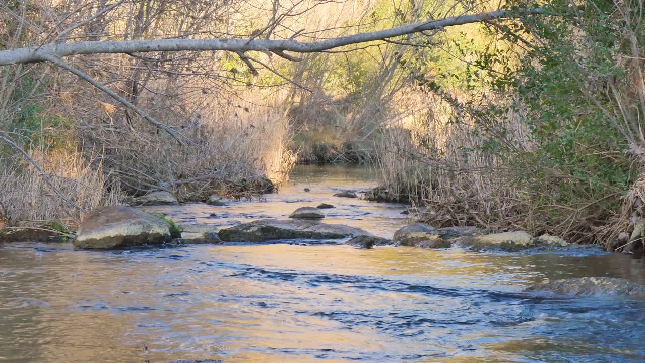 Fiume che scorre nella foresta