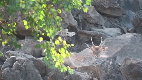 Dos-Individuos-Descansando-Entre-Rocas-Y-Detrás-De-Una-Rama-Durante-Un-Caluroso-Verano-Mientras-Mastican-Su-Bolo-Alimenticio