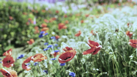 wildflowers in a meadow