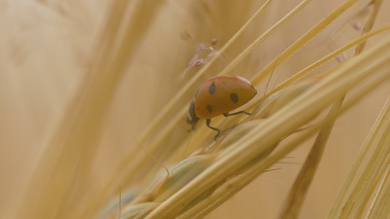 foto macro de cerca de una mariquita o un escarabajo de siete puntos en los campos relajándose