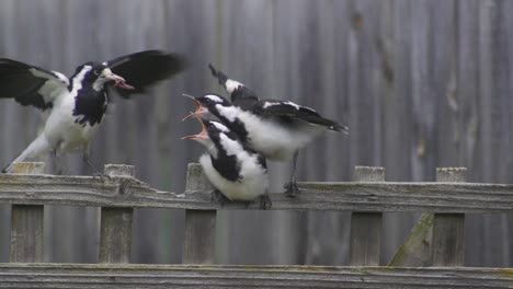 Magpie-lark-Mudlark-Landing-On-Fence-Trellis-And-Feeding-Worm-To-Two-Young-Juveniles-Australia-Maffra-Gippsland-Victoria-Slow-Motion