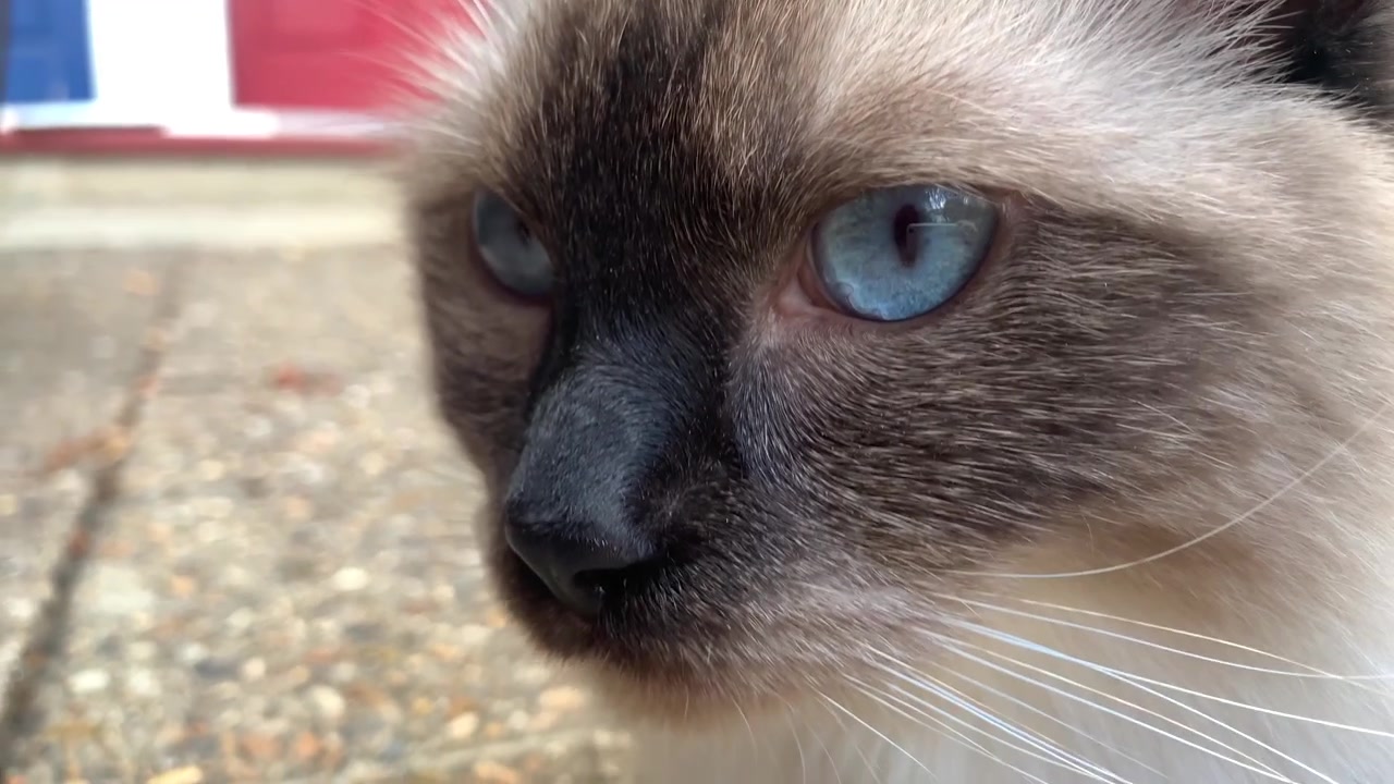 Primo piano focalizzato sul muso di un gatto Ragdoll seal point