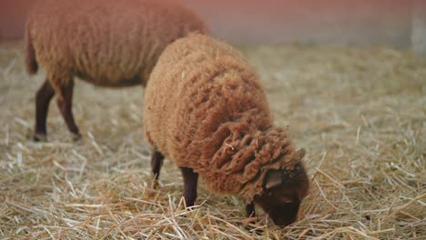 brown sheep grazing in hay