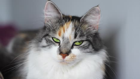 gato tranquilo y esponjoso con majestuosos ojos verdes mirando hacia la cámara y lejos