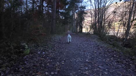 labradoodle running outdoor forest trail covered in leaves autumn fall season pet animal