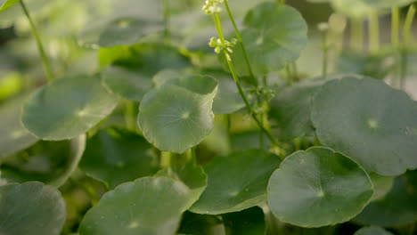 greenery-umbrella-shape-leaf-of-water-pennyworth-with-rain-drops