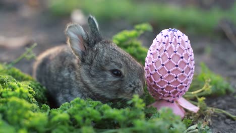 rabbit on green grass, white rabbit little rabbit, little white bunny