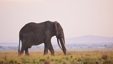 Afrikanischer-Elefant-Bei-Sonnenaufgang-In-Der-Masai-Mara,-Kenia,-Afrika,-Wunderschöner-Großer-Mann-Mit-Großen-Stoßzähnen,-Tiere-Der-Wildtiersafari,-Spazieren-Gehen,-Fressen,-Füttern-Und-Grasen-In-Der-Wunderschönen-Sonnenuntergangssavanne,-Masai-Mara