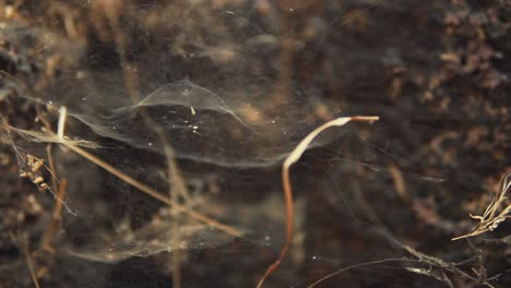 Macro-Telaraña-En-Las-Raíces-Del-Agujero-Del-Suelo.