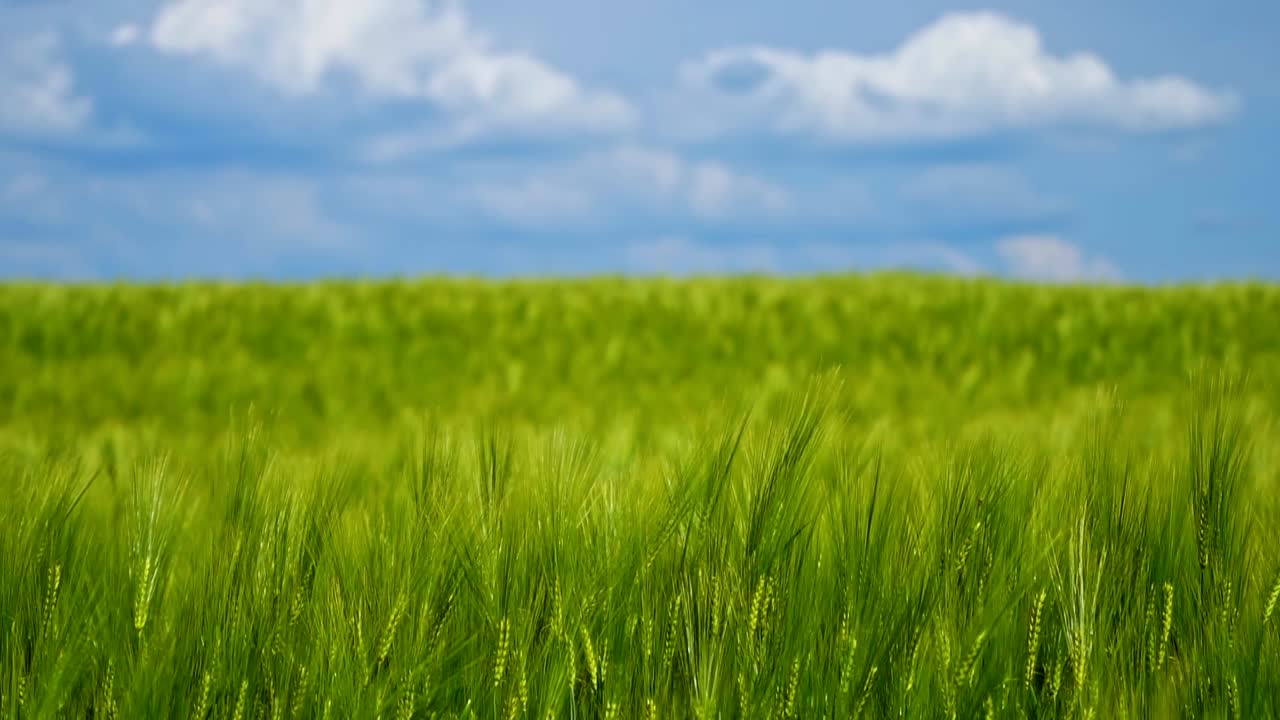 Grow of fresh plants in spring. Green spikelets swaying in wind. Not ripe agricultural plants on field.Green background under blue sky.