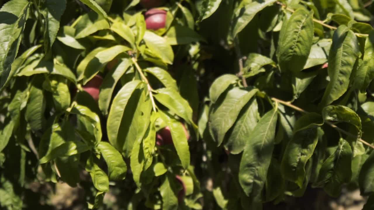 Telecamera che riprende un vero pesco biologico da diverse angolazioni al rallentatore in Cile.