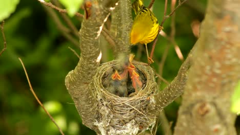 a yellow warbler feeds its chicks with some insects