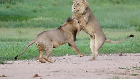 impresionantes imágenes en cámara lenta de dos hermanos leones de melena negra jugando y persiguiéndose en el parque transfronterizo kgalagadi