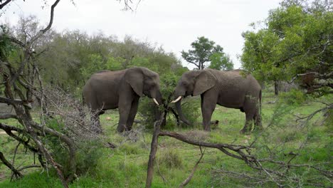 Two-male-elephants-standing-in-dense-bush-eating-Acacia-Kruger,-South-Africa-Loxodonta-africana