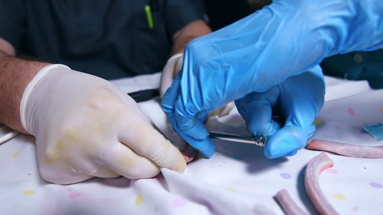 Male hands in white latex gloves hold the bone. Hands in blue latex gloves tightening the screw. Close up. Orthodontic concept.