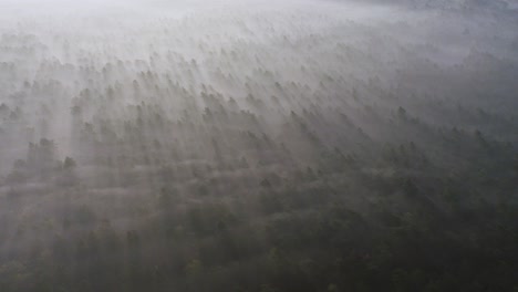 bosque de niebla desde arriba