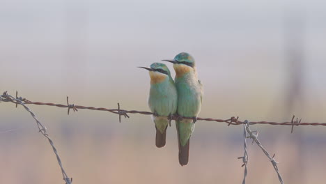 pair of blue cheeked bee eater birds sit together on a barbed wire on a winter morning looking around