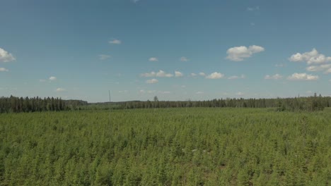 Antena-De-Volar-Sobre-Un-Hermoso-Bosque-Verde