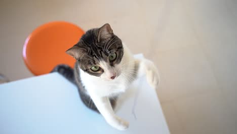 white and black cat playing with a string in slow motion indoors at home