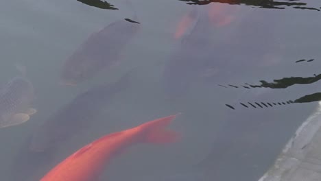 a bright orange koi fish swims gracefully, creating gentle ripples in the pond's surface.