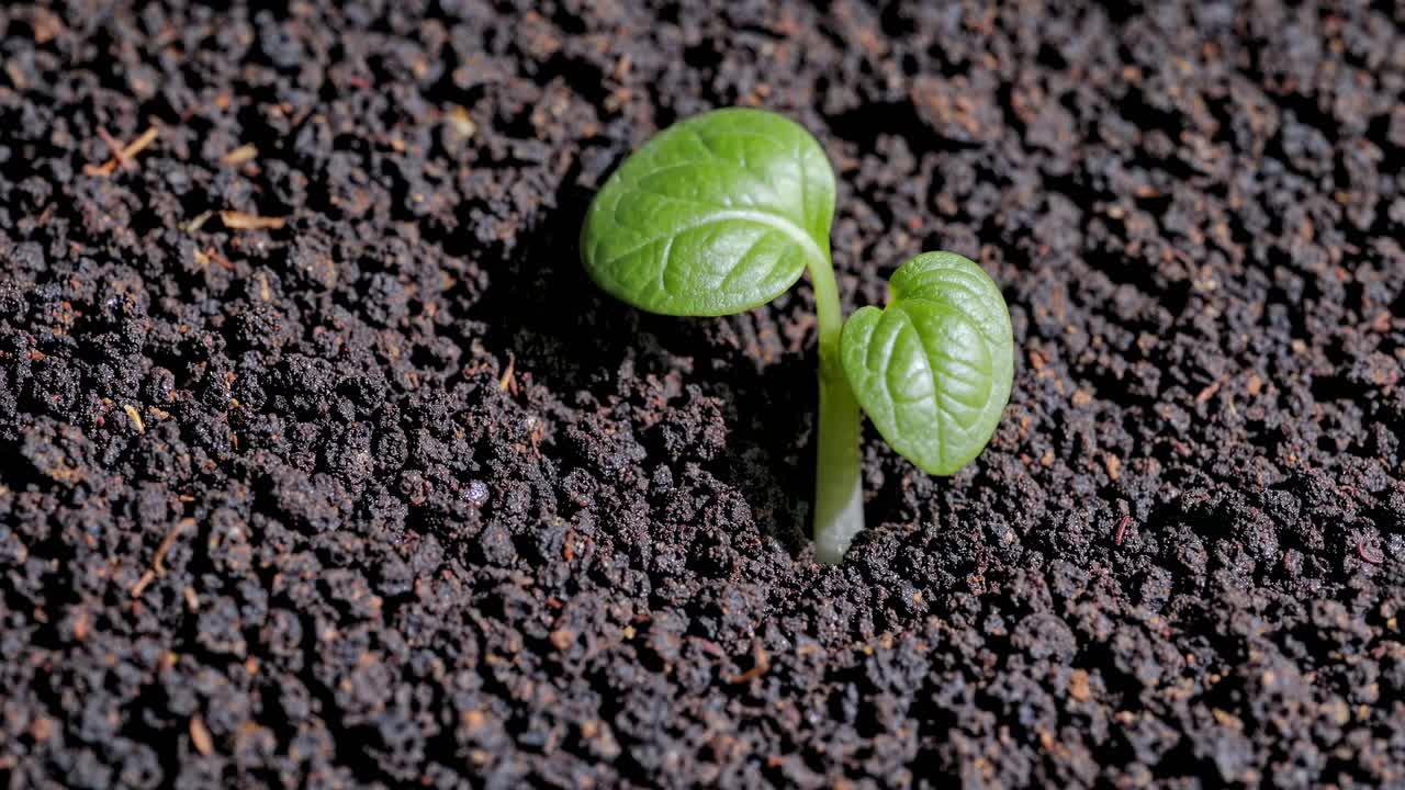 Close-up video of a small green sprout emerging from dark soil, captured from a low angle