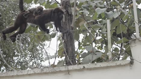 Mother-howler-monkey-with-her-baby-on-her-back-walking-through-the-dangerous-barbed-wire