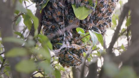 close shot of a bee colony swarming over the bottom of a honeycomb structure through the branches