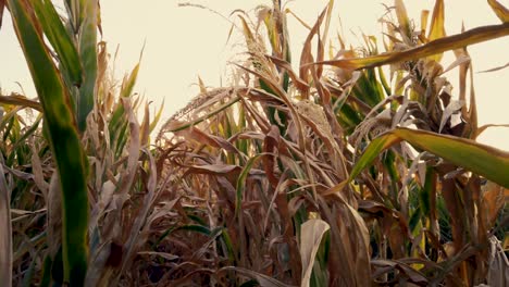 Cámara-Moviéndose-De-Izquierda-A-Derecha-Entre-Las-Plantas-De-Un-Cultivo-De-Maíz-Seco