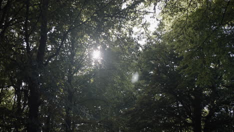 seguimiento de cámara bajo los árboles apuntando hacia las ramas, el sol en algunos puntos brilla a través de los árboles