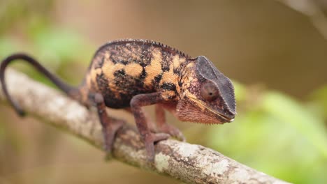 orange chameleon chews food in its mouth in rain forest in madagascar