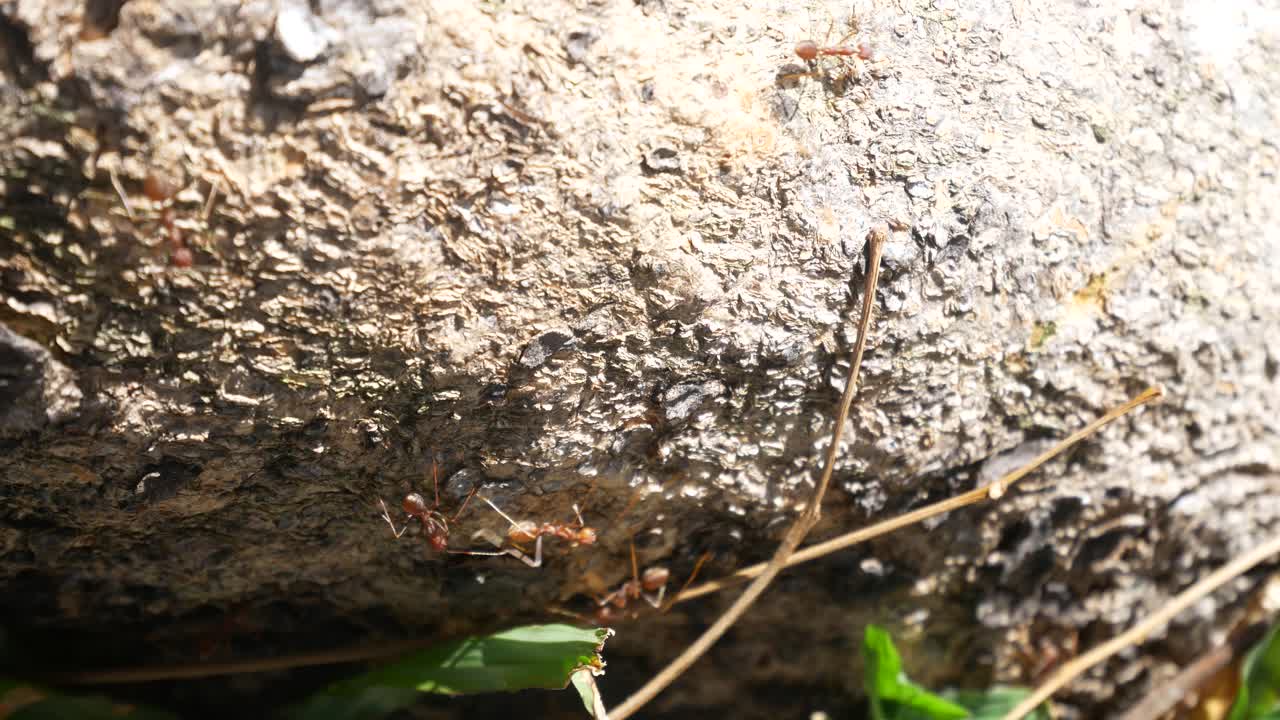 L'esercito di formiche tessitrici si sta muovendo verso il nido situato sull'albero. Sono tutte della stessa colonia e cercano attivamente cibo durante il giorno.