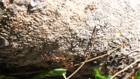 the weaver ants army is moving toward the nest located on the tree. they are all from the same colony and are actively searching for food during the day