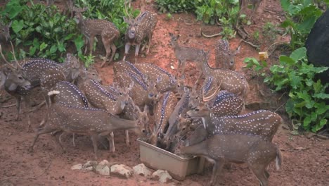 Füttern-Einer-Gruppe-Gefleckter-Hirsche-In-Zeitlupe-Einer-Zoosafari