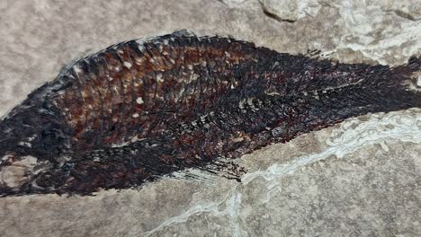 A-Rare-Fossil-Specimen-Close-Up