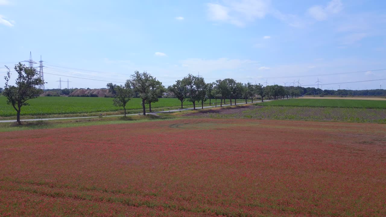아름다운 상공 뷰 비행 빨간 포피 필드 시골 지역 여름 초원