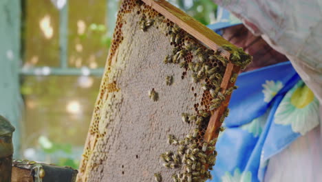 The-Beekeeper-Is-Working-At-His-Home-Apiary-Gets-The-Frame-With-The-Honey-From-The-Hive-Shakes-Off-T