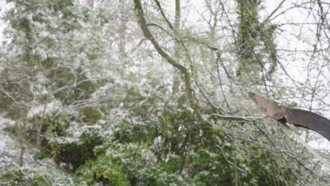 yard waste blows out of an industrial wood chipper, early spring snow blankets the area