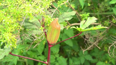 Tolle-Aufnahme-Einer-Okra-Gemüsepflanze,-Die-Vegane-Ernte-Zum-Kochen-Und-Für-Die-Gesundheit-Hervorbringt