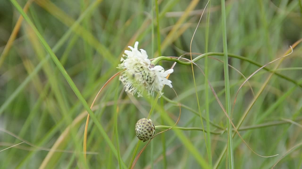 erba