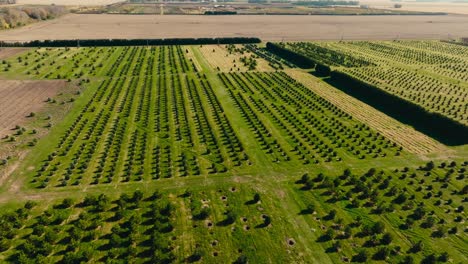 disparo aéreo de un drone de una granja de árboles con muchos pinos jóvenes plantados en un campo en un día soleado